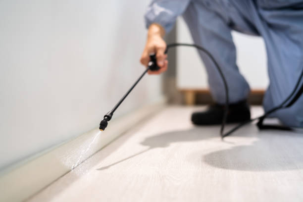 Licensed Wasp Removal service in Braddock, PA - Show Me Pest Control